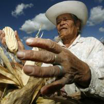 Agricultor mexicano. Fonte: Le Monde